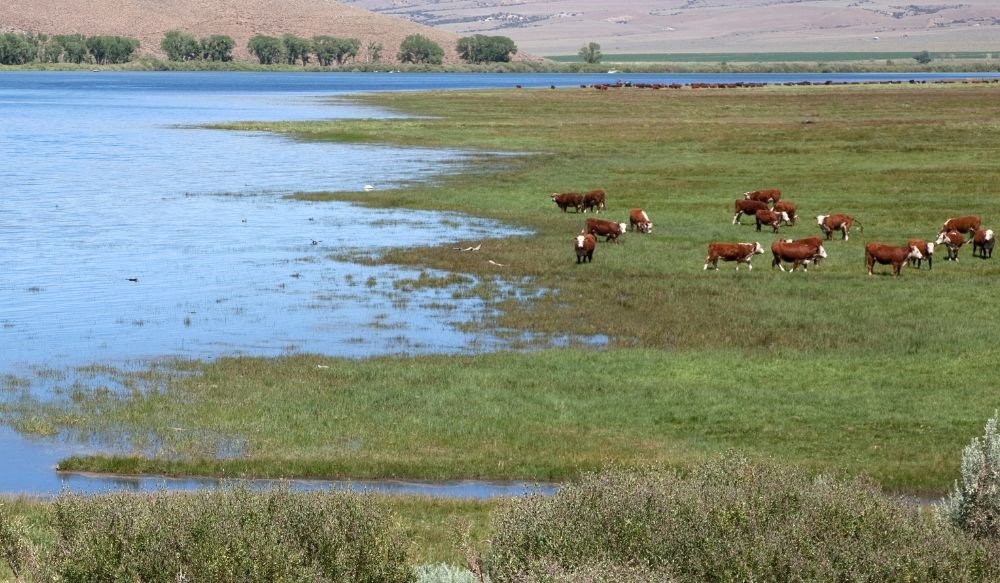 Flooding in grassy field with cattle